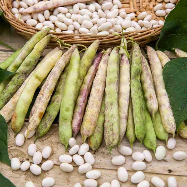 Légumes Secs - Haricot Nain à Ecosser Cocagne (type Paimpolais) - 20 m - face recto